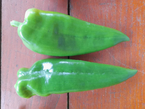 Paprika - Kápia (zöld)