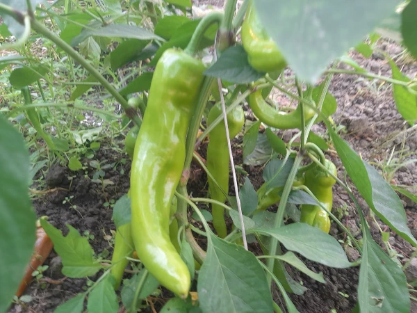 Hegyes erős paprika