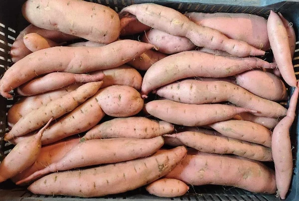 Batáta (sárga húsú)