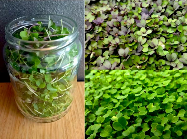 Vegyes mikrozöld (vöröskáposzta-brokkoli)