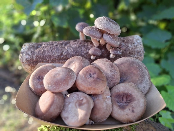 Shiitake gomba (friss)