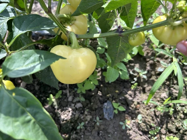 Édes almapaprika