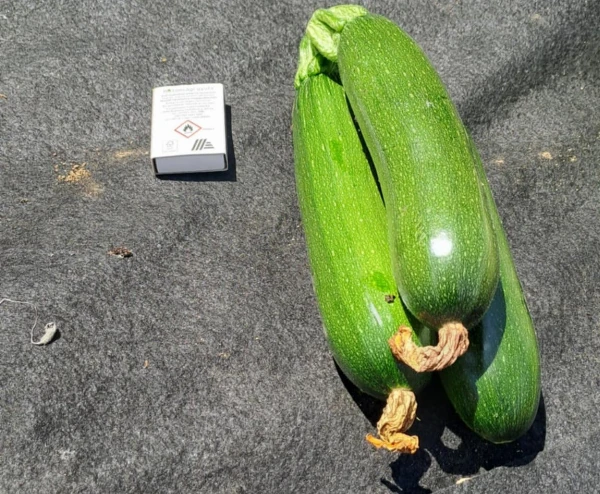 Cukkini (kb. 0,3-0,5 kg/db)