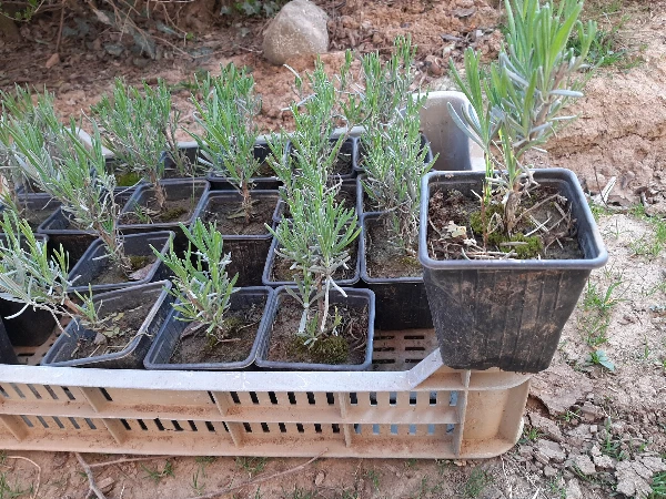 Levendula (konténeres)