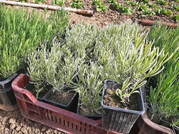 Levendula csíkos levelű