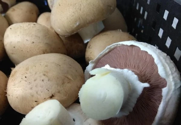 Champignon gomba barna