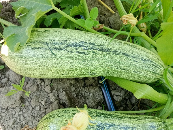 Cukkini (kb. 1-2 kg/db)