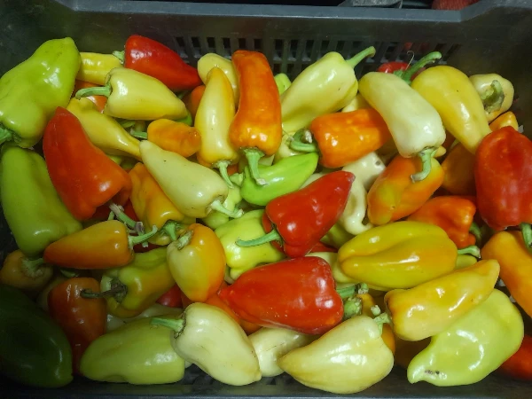 Paprika - Csípős