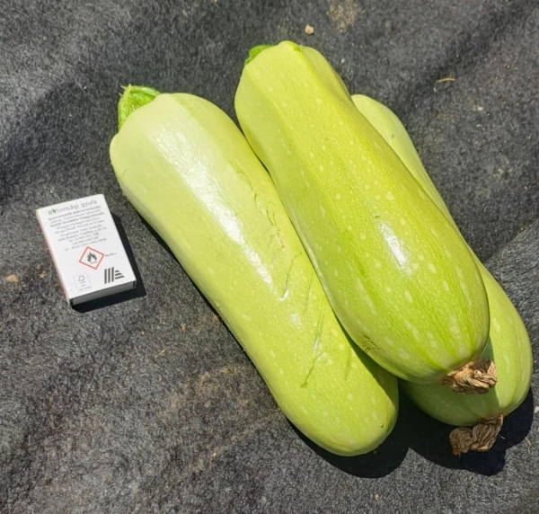 Rántanivaló tök (kb. 0,5-1 kg)