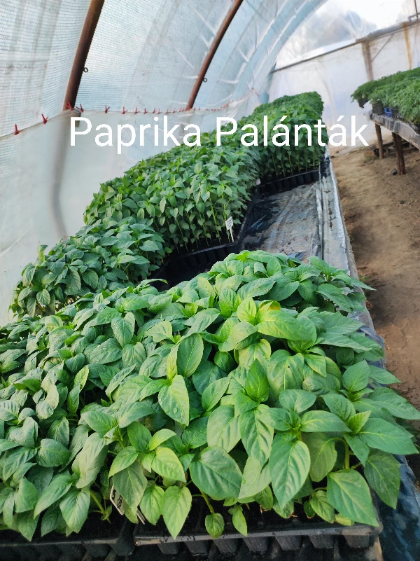 Táltos paprika palánta
