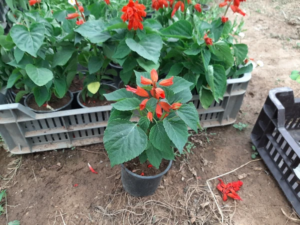 Virág palánta Paprika virág