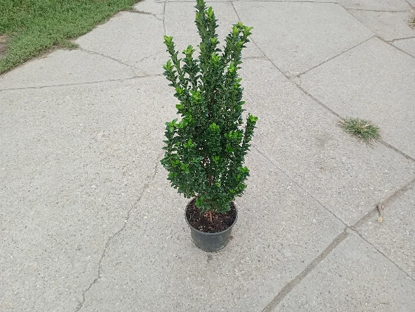 Kecskerágó - Kislevelű japán (60-80 cm)