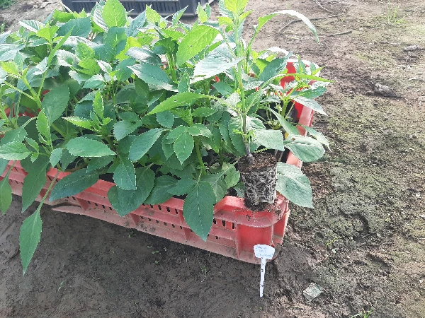 Dália féltelt színkeverék palánta