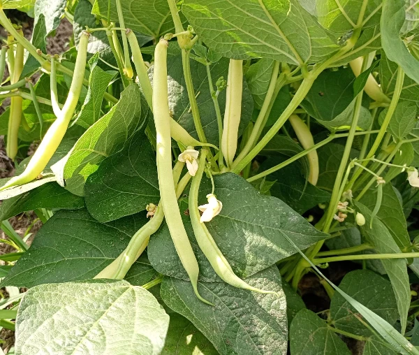 Zöldbab (sárgahüvelyű)