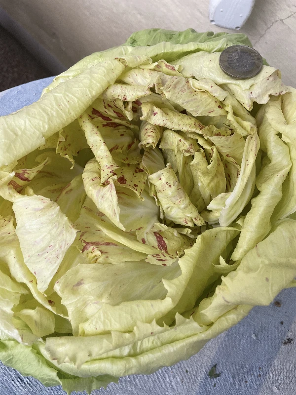 Radicchio fior di Maserá