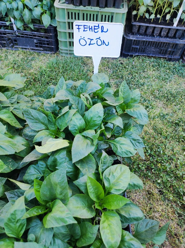 Fehér özön paprika palánta