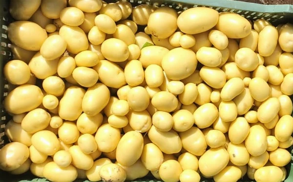 Új burgonya - Sárga héjú (Colomba)