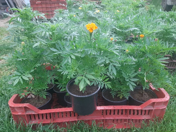 Bársonyvirág Calando Orange palánta