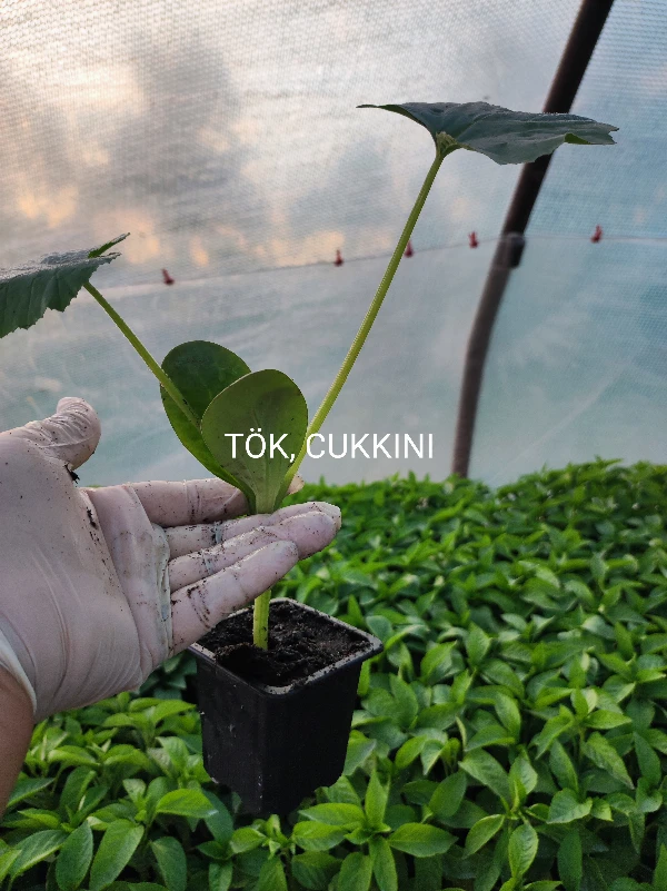 Cukkini palánta