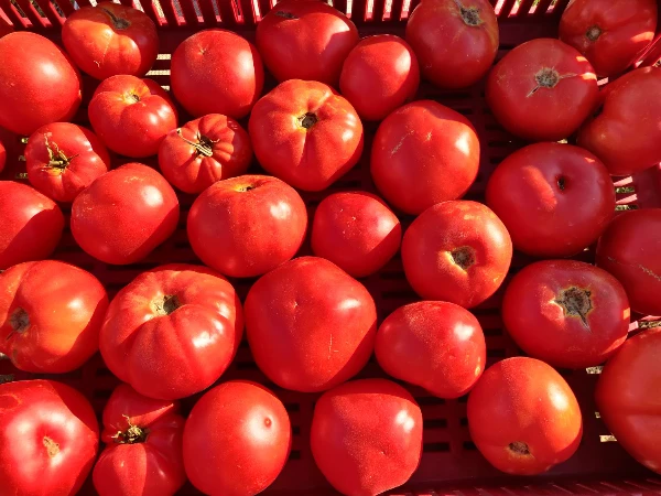 Jergus marmande paradicsom