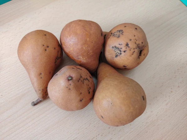 Körte (Bosc Kobak) BIO 