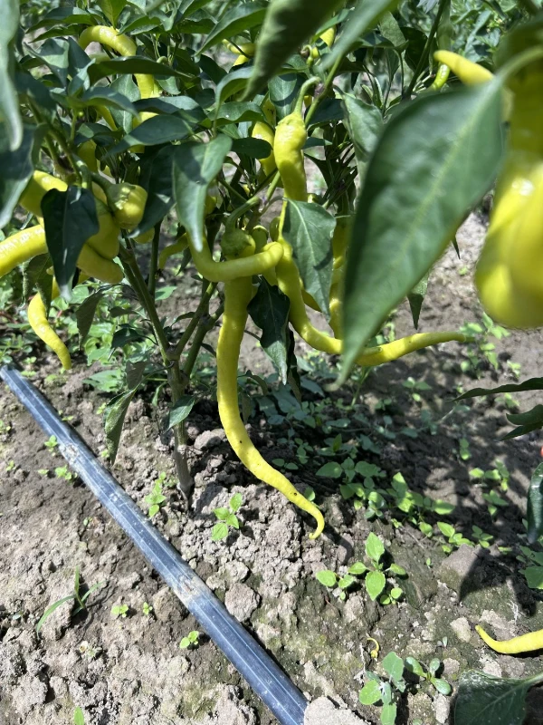 Kosszarv paprika (enyhén csipős)