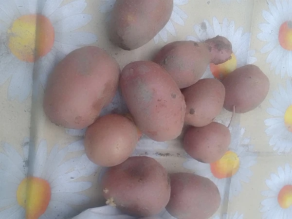 Burgonya