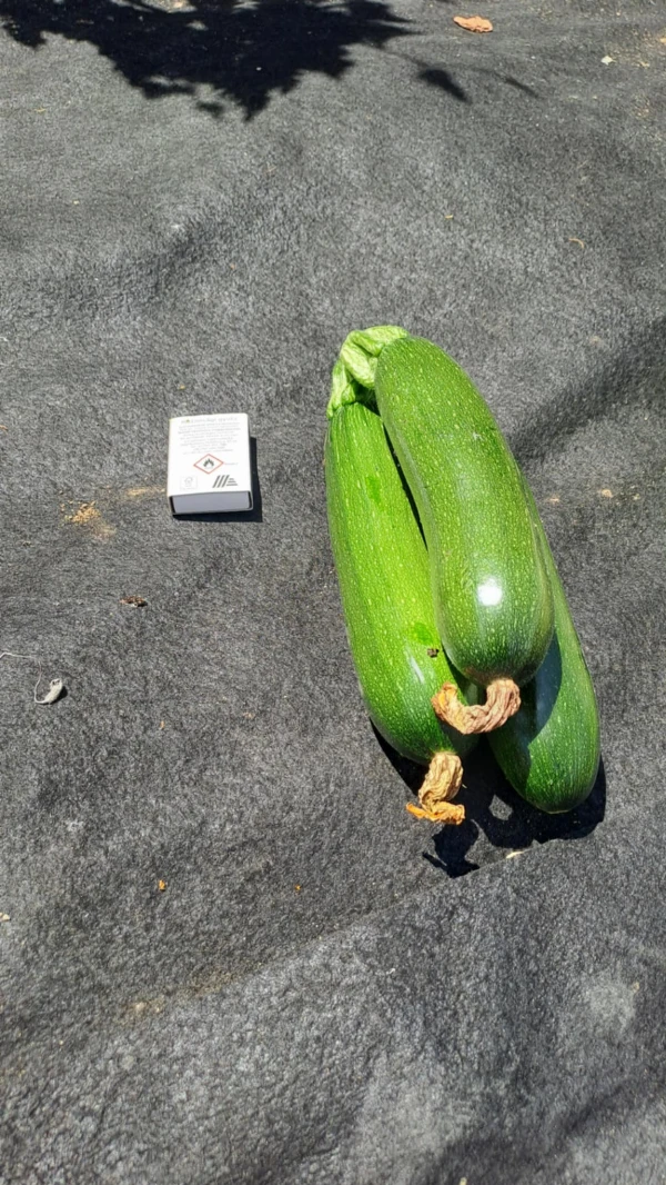 Apró cukkini (0,5-1 kg)