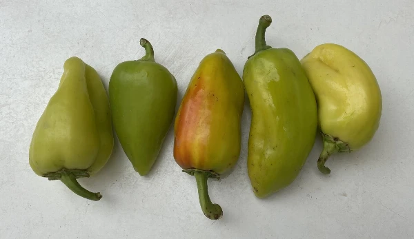 Bulgár paprika