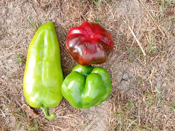 Paprika válogatás