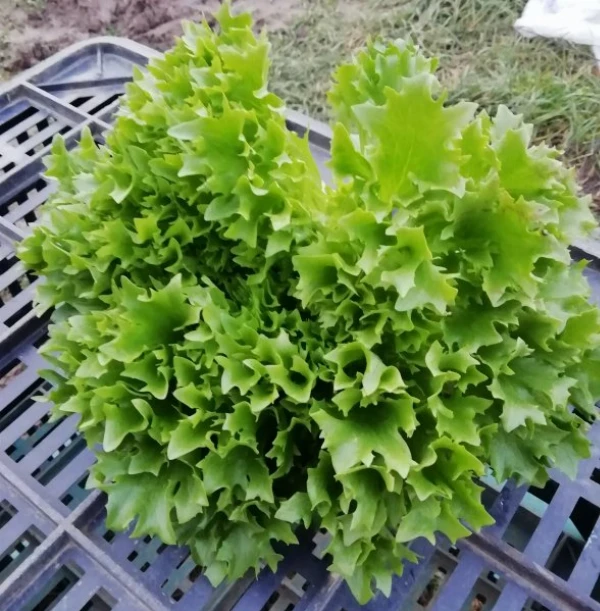 Tüskés zöld saláta