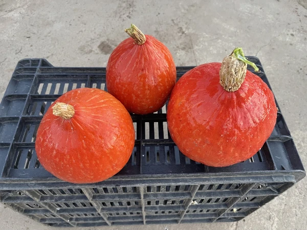 Sütőtök - Hokkaido (kb. 1-2 kg/db)