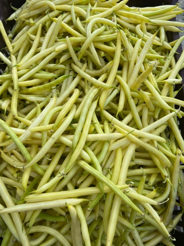 Zöldbab (sárga, ceruzabab)