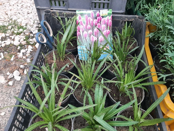 Fáklyaliliom palánta