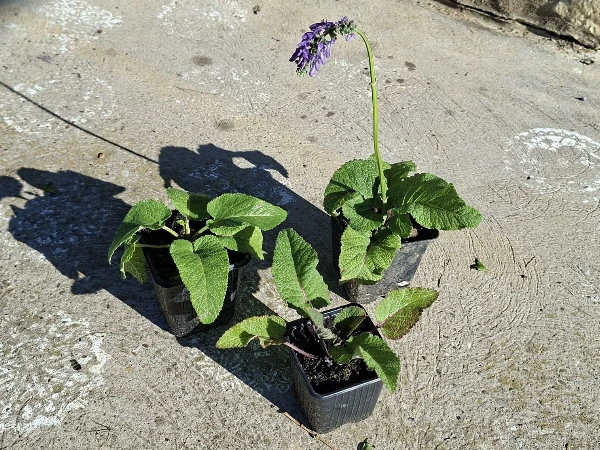 Bókoló zsálya
