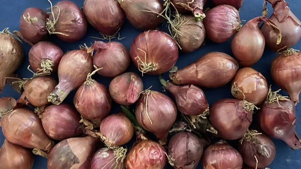 Dughagyma (ültetésre, lila)