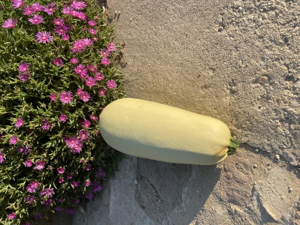 Főzőtök (kb. 1,5-2 kg/db)