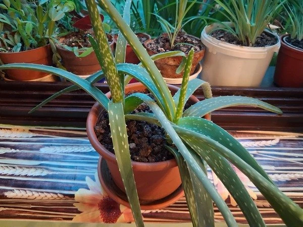 Aloe Vera cserépben (2 tő)