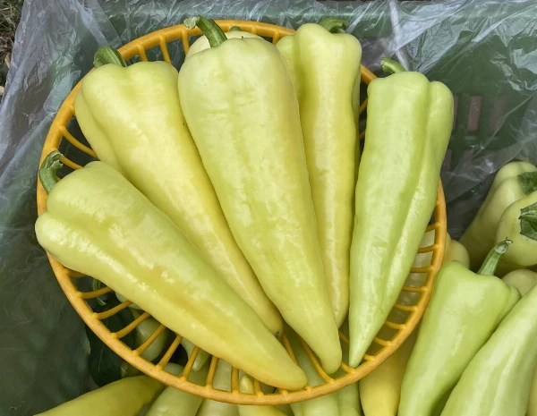 Paprika - PCR csípős