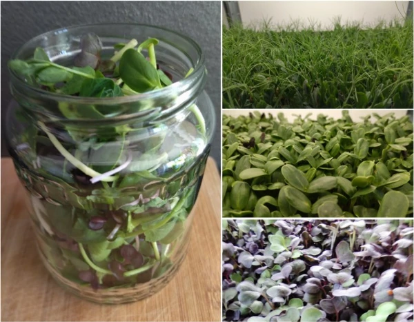 Vegyes mikrozöld (napraforgó-retek-borsó)