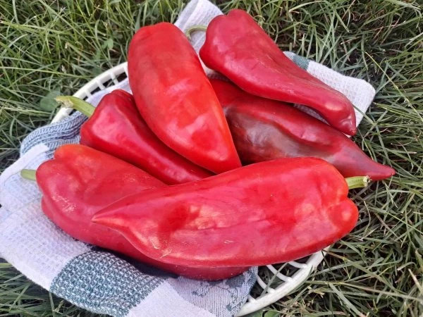 Paprika - Kápia piros 