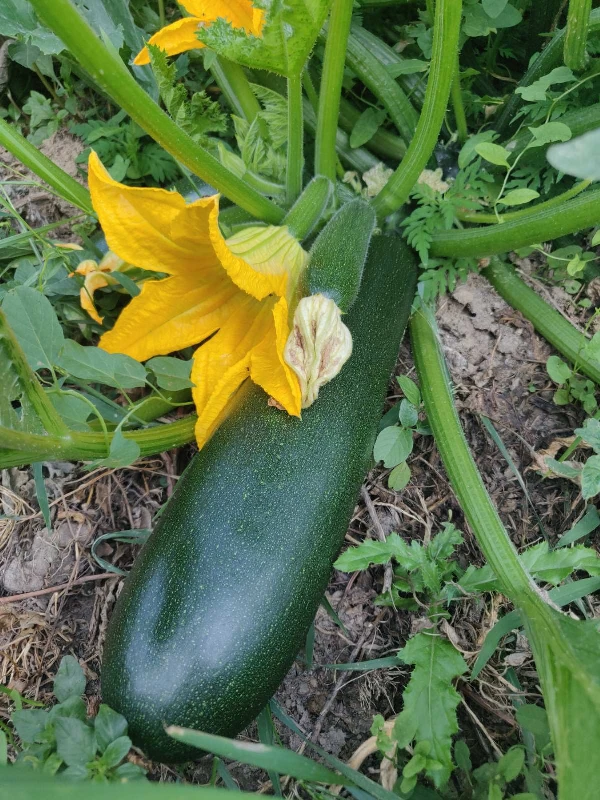 Cukkini - nagy (0,5 - 1,5 kg)