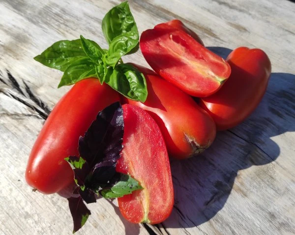 Paradicsom - San Marzano 