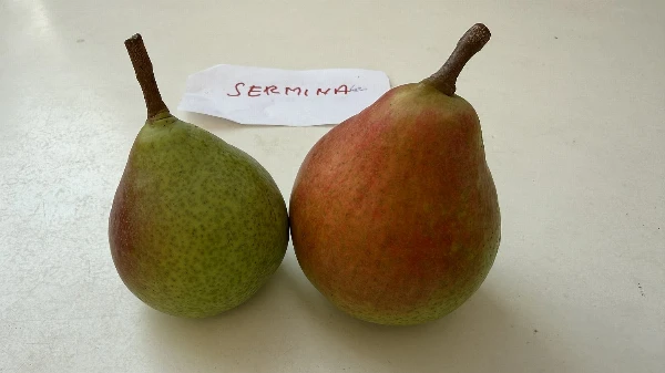 BIO Körte (Sermina)