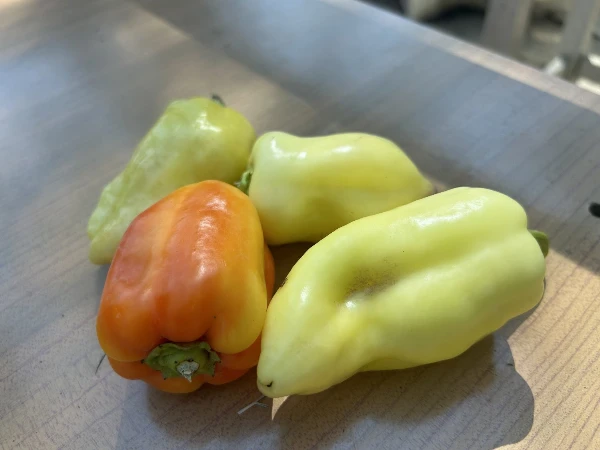 Paprika - TV