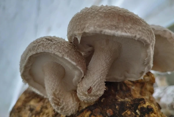 Gomba - Shiitake