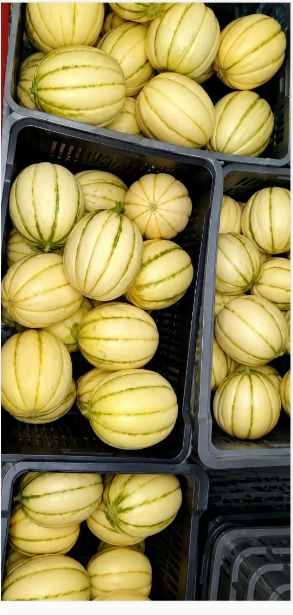 Sárgadinnye (kb. 1,1-1,5 kg/db) 