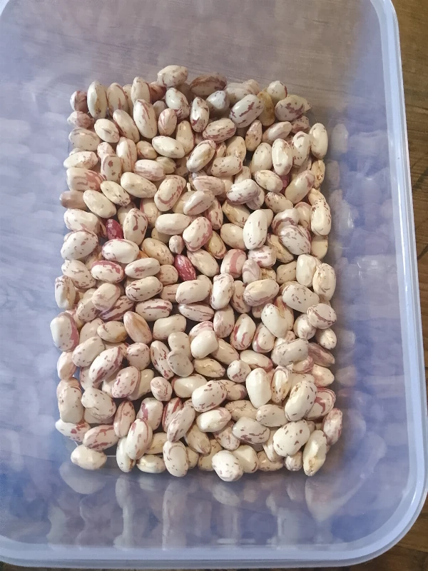 Tarka kifejtő bab (kipucolva) 