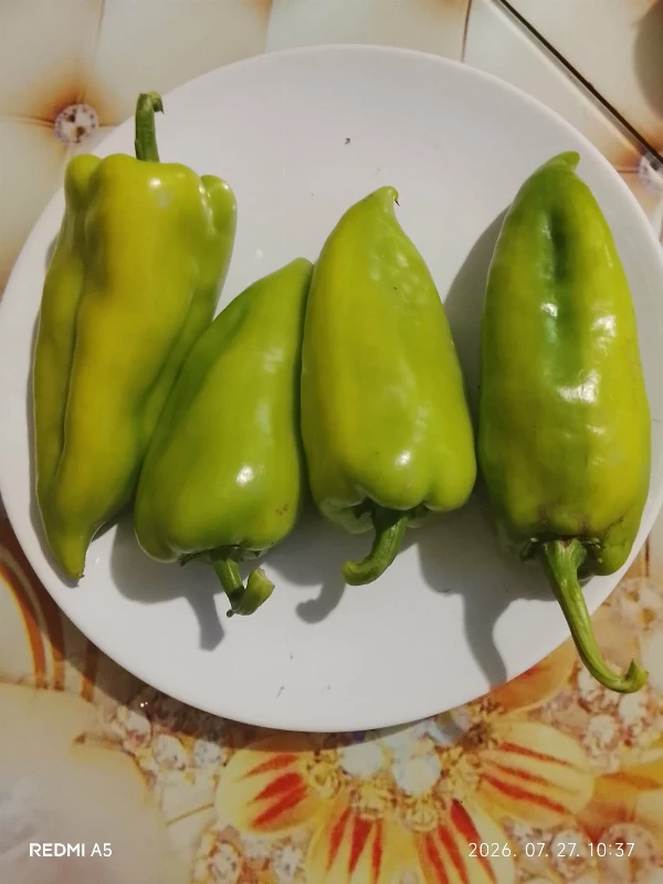 Zöld  kápia paprika 