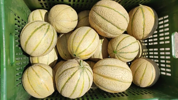 Sárgadinnye (kb. 1-3 kg)